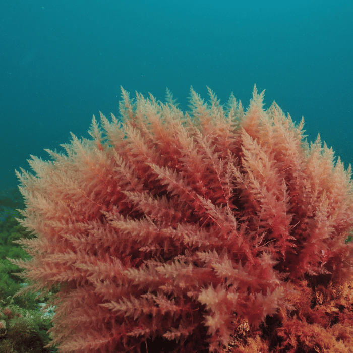 Natural Red Sea Moss